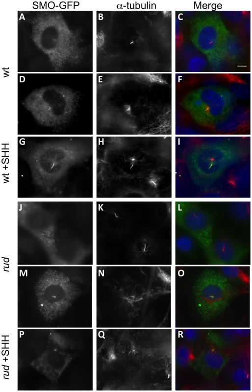 SMO-GFP localization to the primary cilium is not affected in <i>rudolph</i> mutant MEFs.