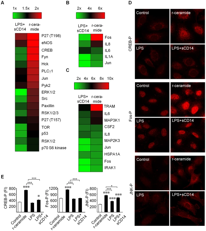 Protein phosphorylation and transcriptomic response to r-ceramide or LPS+sCD14.