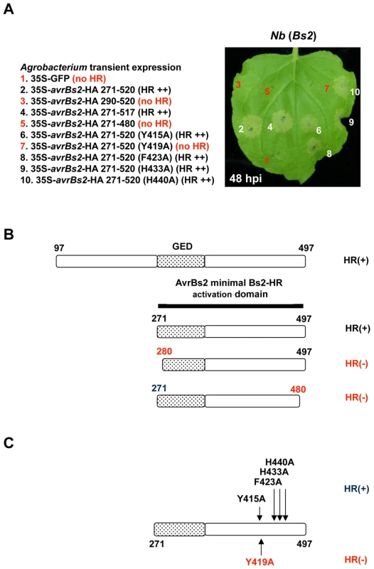 Characterization of the minimal AvrBs2 domain required for Bs2 activation.