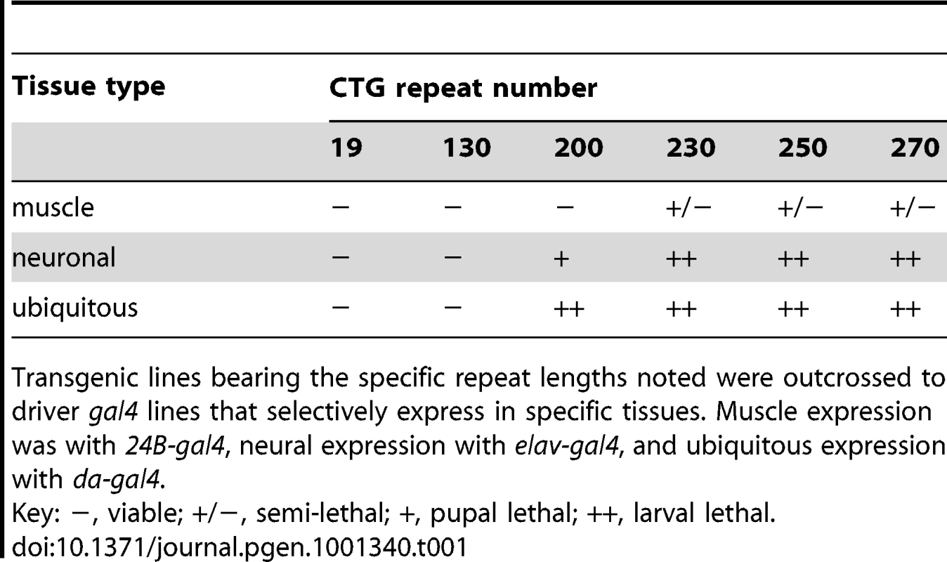 Length-dependent toxicity of CTG repeats in different tissues.