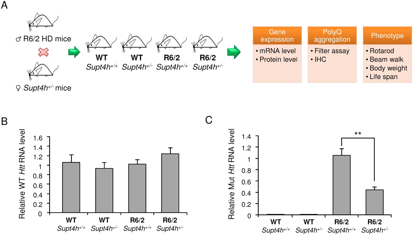 Effect of heterozygous deletion of <i>Supt4h</i> on expression of mutant and wild-type <i>Htt</i> alleles in R6/2 mice.