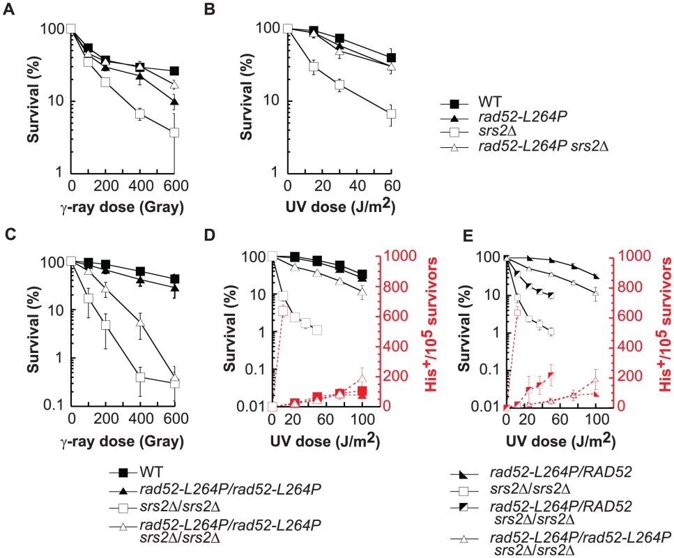 <i>rad52-L264P</i> does not affect DNA repair or HR, whereas it completely suppresses <i>srs2</i>Δ phenotypes.