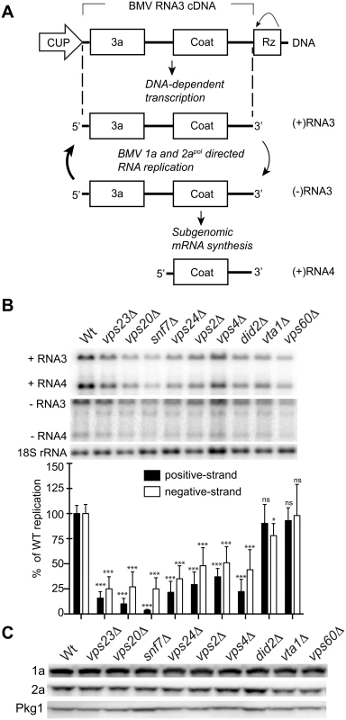 BMV RNA replication is inhibited in specific ESCRT deletion yeast strains.