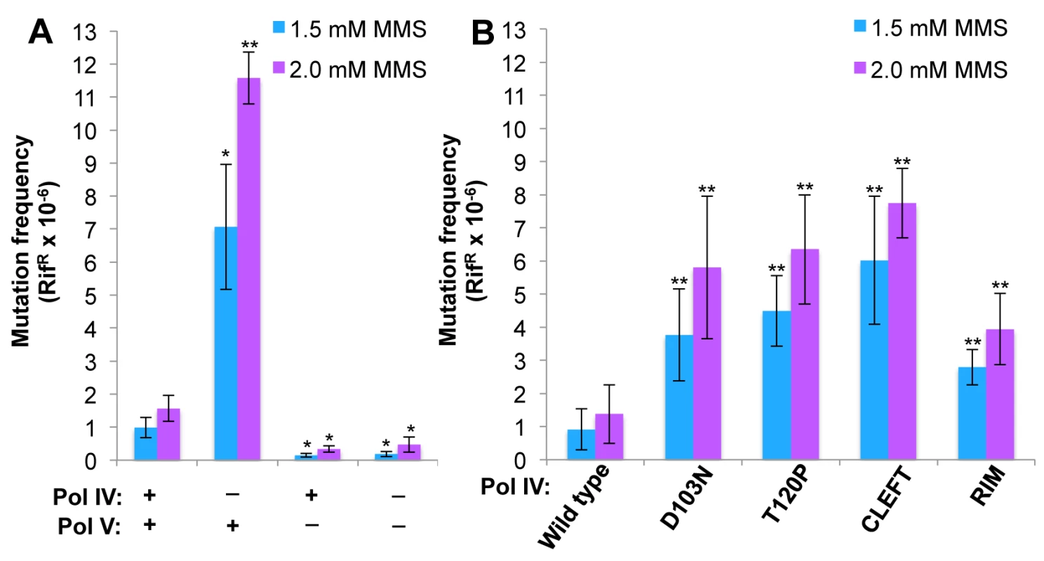 The Pol IV-T120P, Pol IV<sup>C</sup> and Pol IV<sup>R</sup> strains display an increased frequency of MMS-induced mutagenesis.