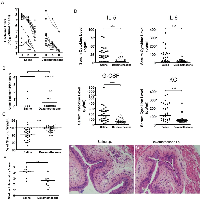 C3H mice treated with the glucocorticoid anti-inflammatory drug, dexamethasone, just prior to infection have muted acute inflammatory responses to UPEC infection and are protected against chronic cystitis.