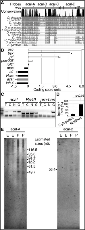 <i>acal</i> is a processed long non-coding RNA.