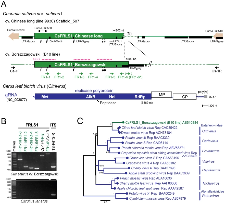 Plant genome sequence related to positive-strand RNA virus.