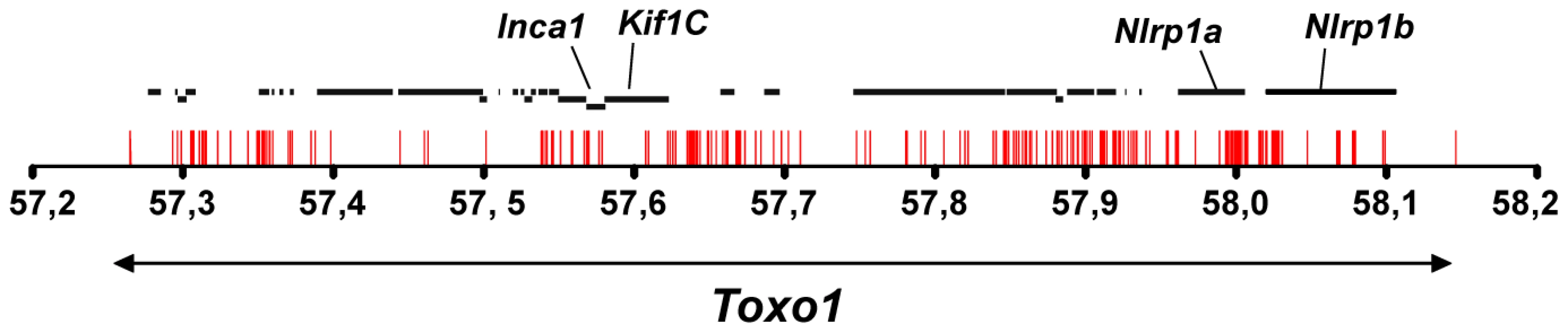 Allelic variations in <i>Toxo1</i> correlating with toxoplasmosis resistance.