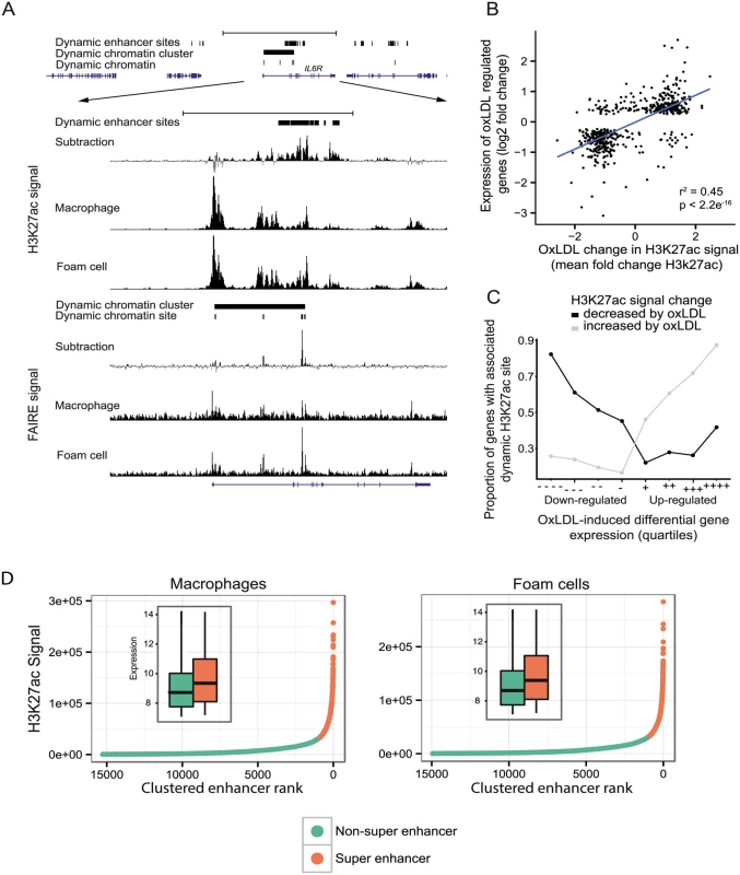 OxLDL-regulated dynamic enhancer signals correlate with expression changes in local genes.