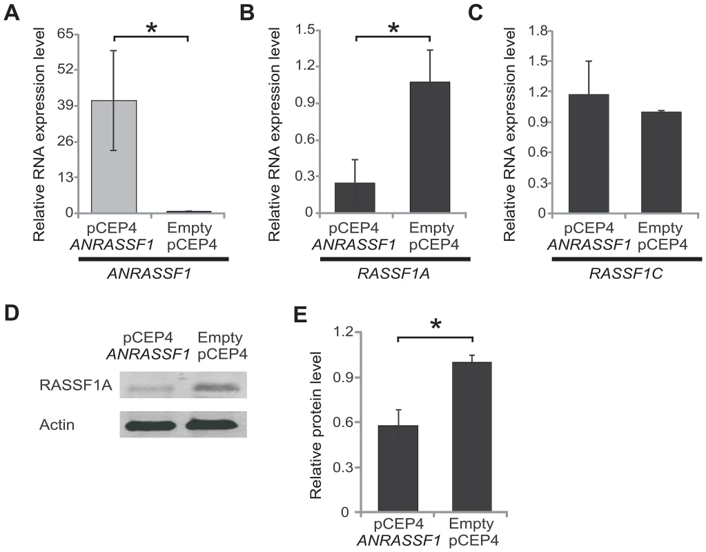 Overexpression of <i>ANRASSF1</i> decreases the protein-coding <i>RASSF1A</i> isoform.
