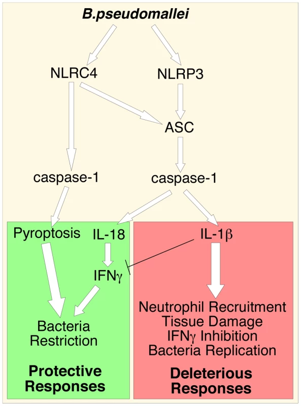 Inflammasomes-dependent protective and deleterious responses activated by <i>B. pseudomallei.</i>