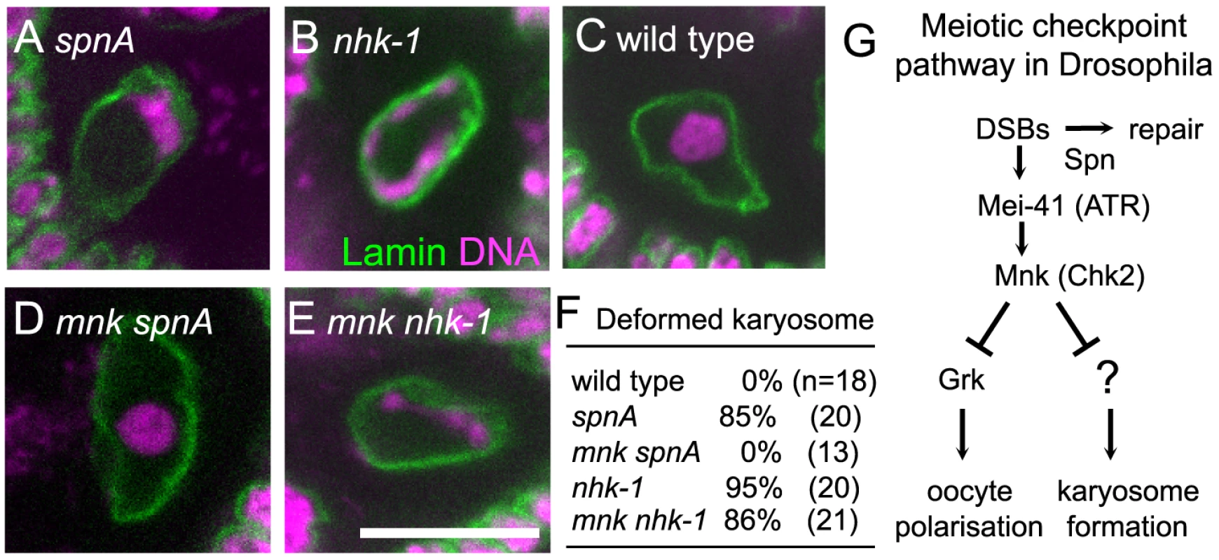 Inactivation of the meiotic checkpoint did not suppress <i>nhk-1</i> karyosome defects.