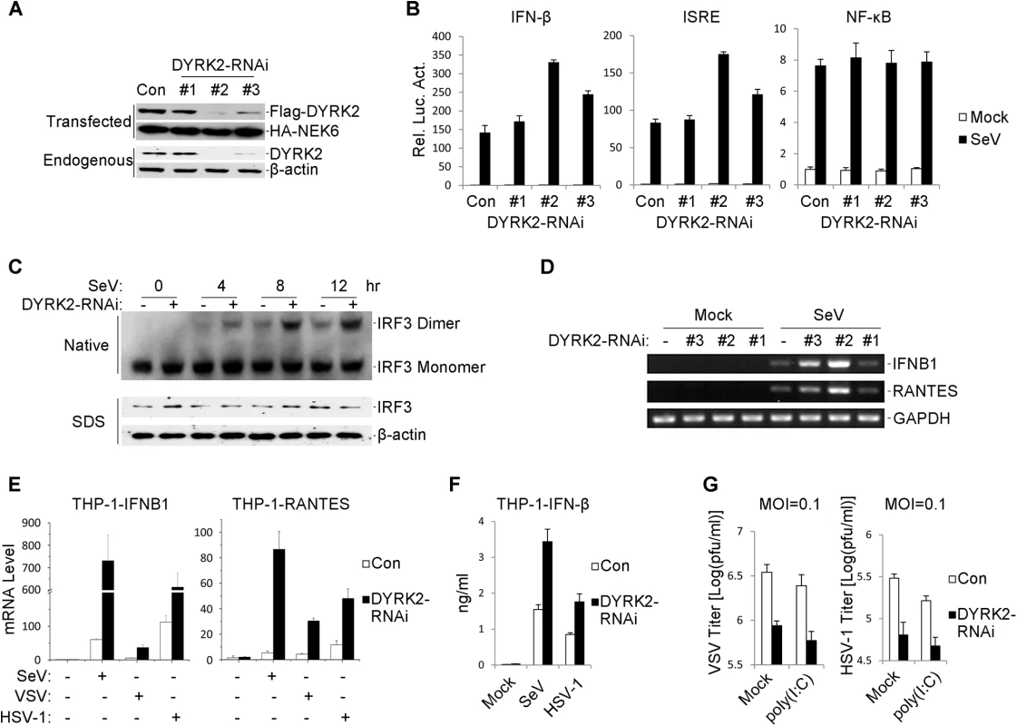 Effects of RNAi-mediated knockdown of DYRK2 on SeV-induced signaling and IRF3 activation.