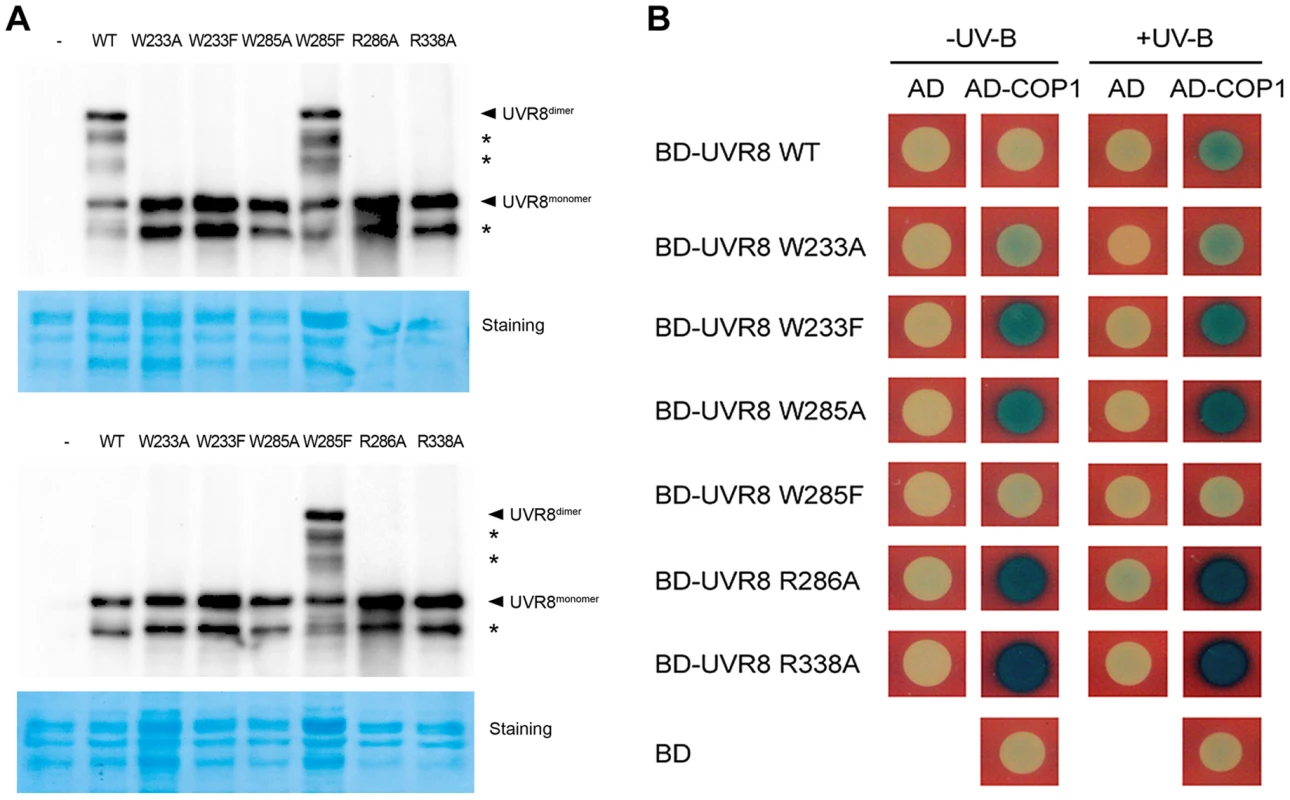 UVR8 variants display altered interaction with COP1 in yeast.