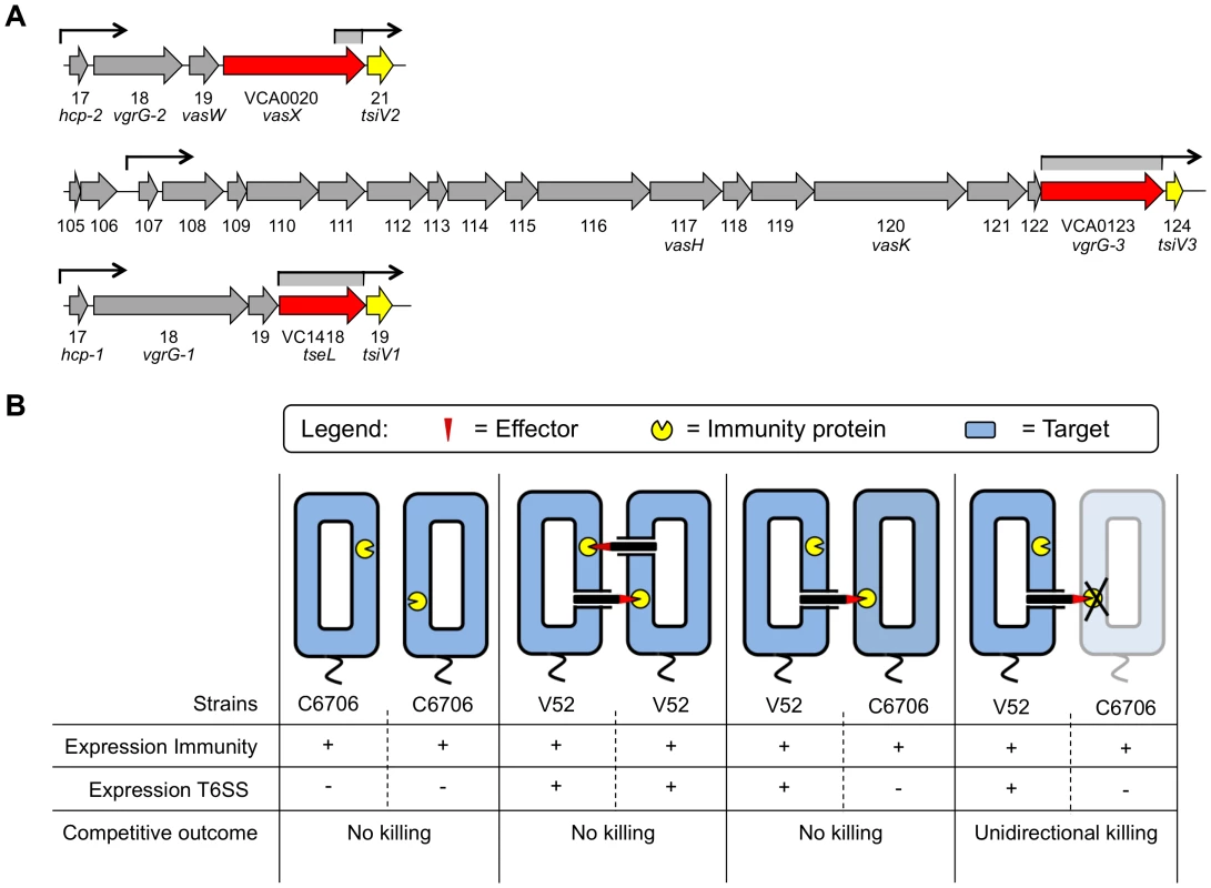 Dual regulatory profile of T6SS immunity protein-encoding genes.