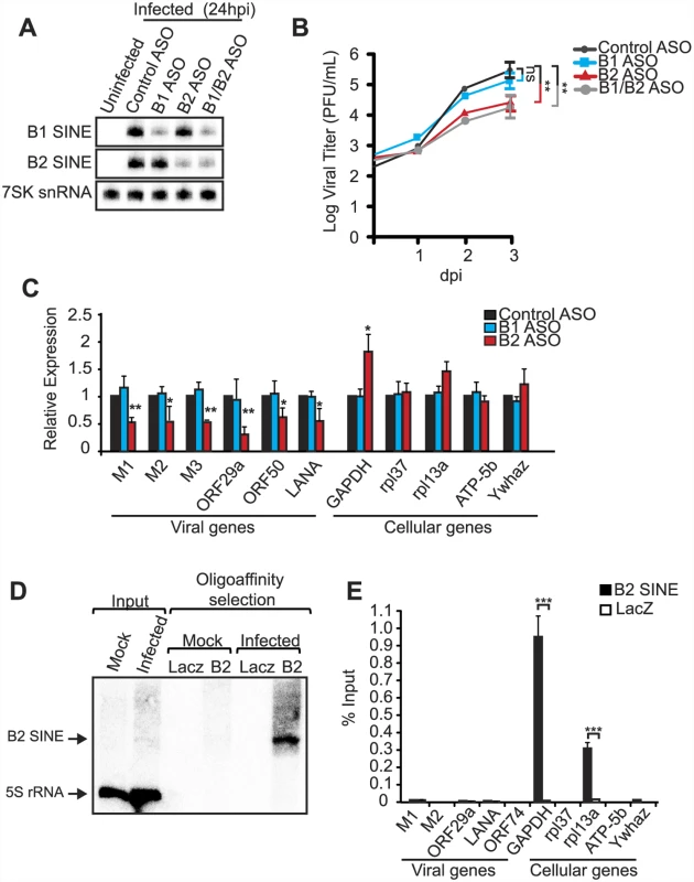 B2 RNA enhances viral replication and gene expression.