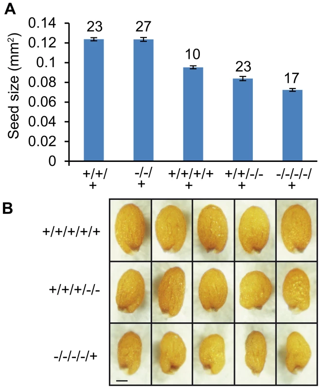 Size of Triploid Seeds Is Dependent on the Dosage of <i>AGL62</i>.
