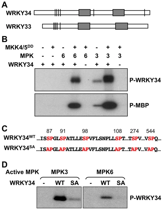 <i>In vitro</i> phosphorylation of WRKY34 by MPK3 and MPK6.