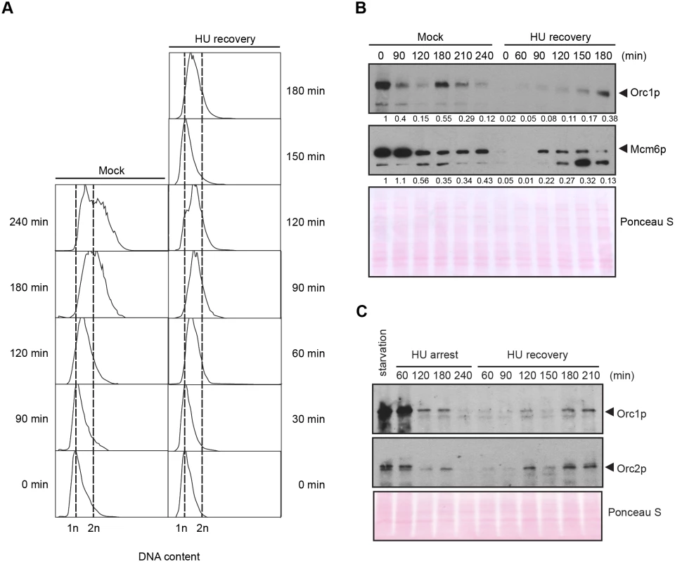 DNA replication and pre-RC replenishment following HU removal.