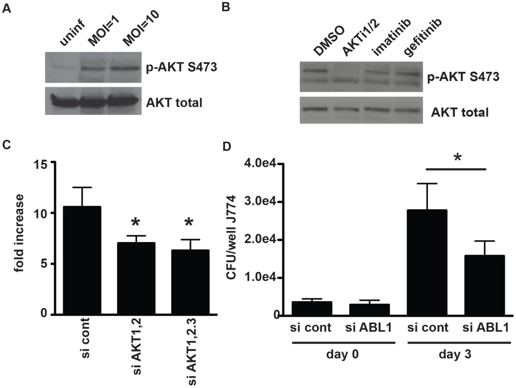 AKT and ABL are important for mycobacterial infection of macrophages.
