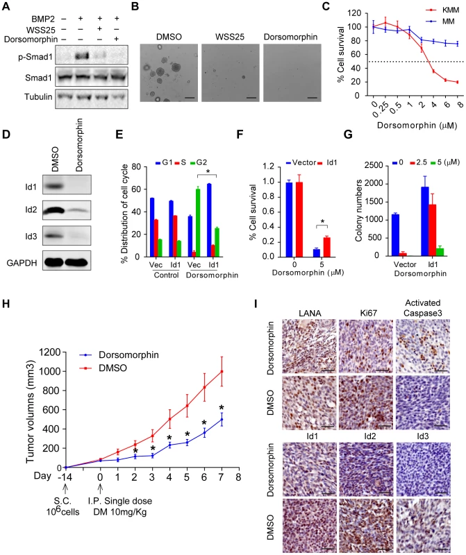 Dorsomorphin inhibited tumorigenesis of KMM cells mainly through targeting BMP-Smad1-Id pathway.