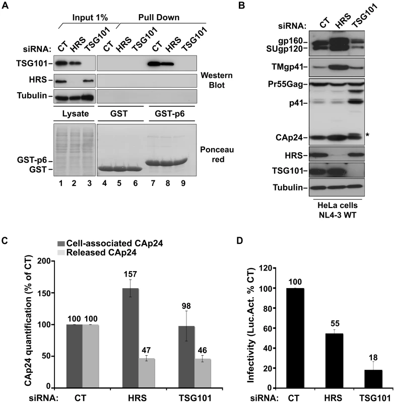 HRS depletion does not interfere with TSG101-mediated budding of HIV-1.