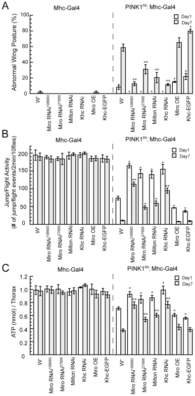 Genetic interaction between PINK1 and the mitochondrial transport machinery in the muscle.