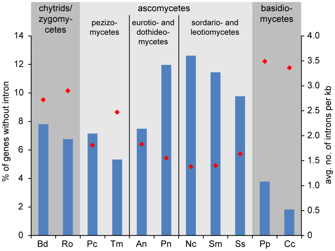 Intron content of protein-coding genes from <i>P. confluens</i> and 10 other filamentous fungi.