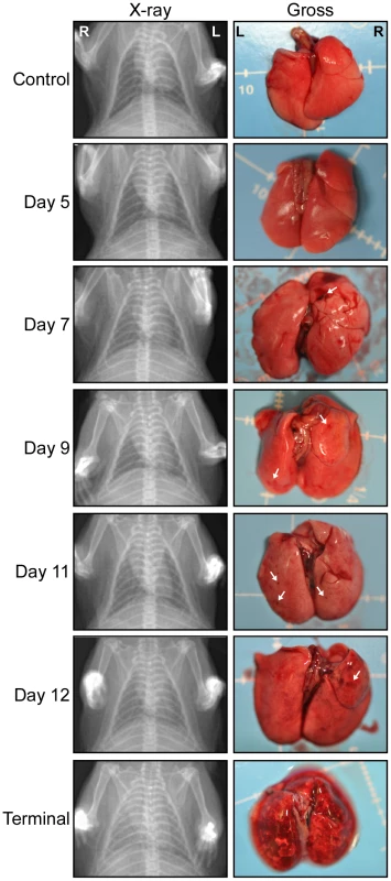 Radiographic imaging and gross lung pathology associated with HPS in hamsters.