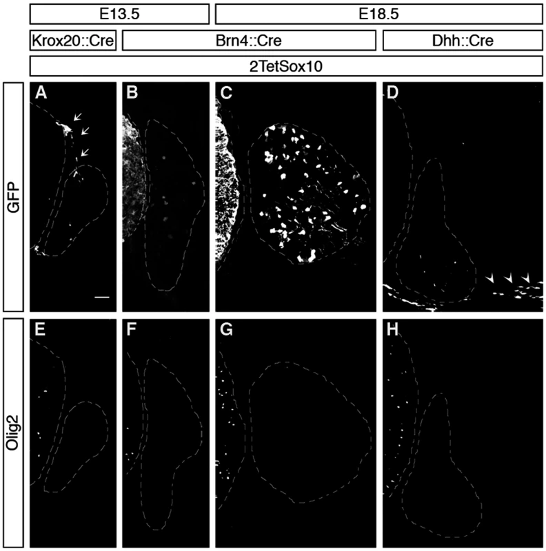 Oligodendrocyte-like cells in DRG do not arise from boundary cap cells, Schwann cells or peripheral neurons.