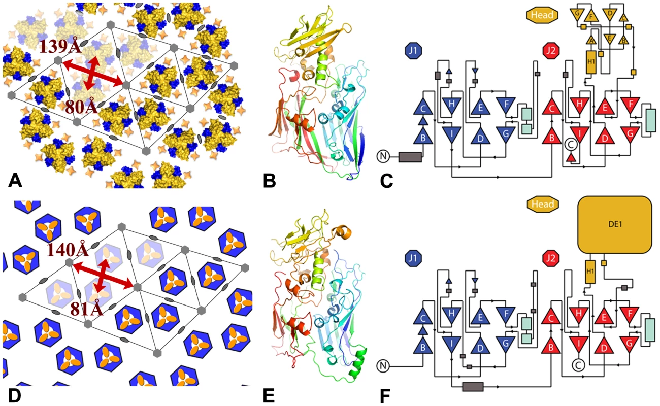 Comparison between the lattices and capsids of vaccinia virus and mimivirus.