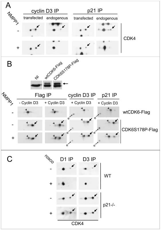 CDK7 inhibition does not prevent activating phosphorylations of p21-unbound CDK4 and S178P CDK6.