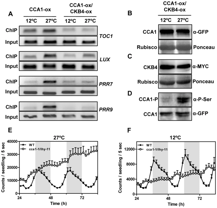 Effects of temperature and CK2 kinase function on CCA1 binding activity.