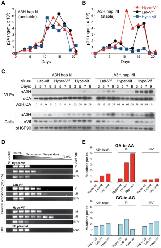 Stable APOBEC3H inhibits HIV-1 replication in primary T lymphocytes and inflicts GA-to-AA hypermutations.