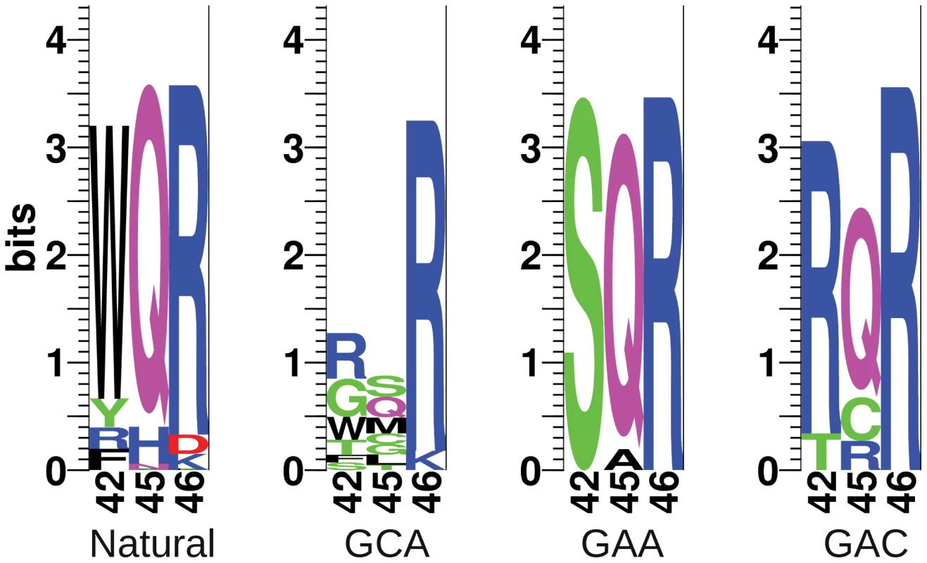 Sequence logos of natural and selected variants of the MarA binding domain.