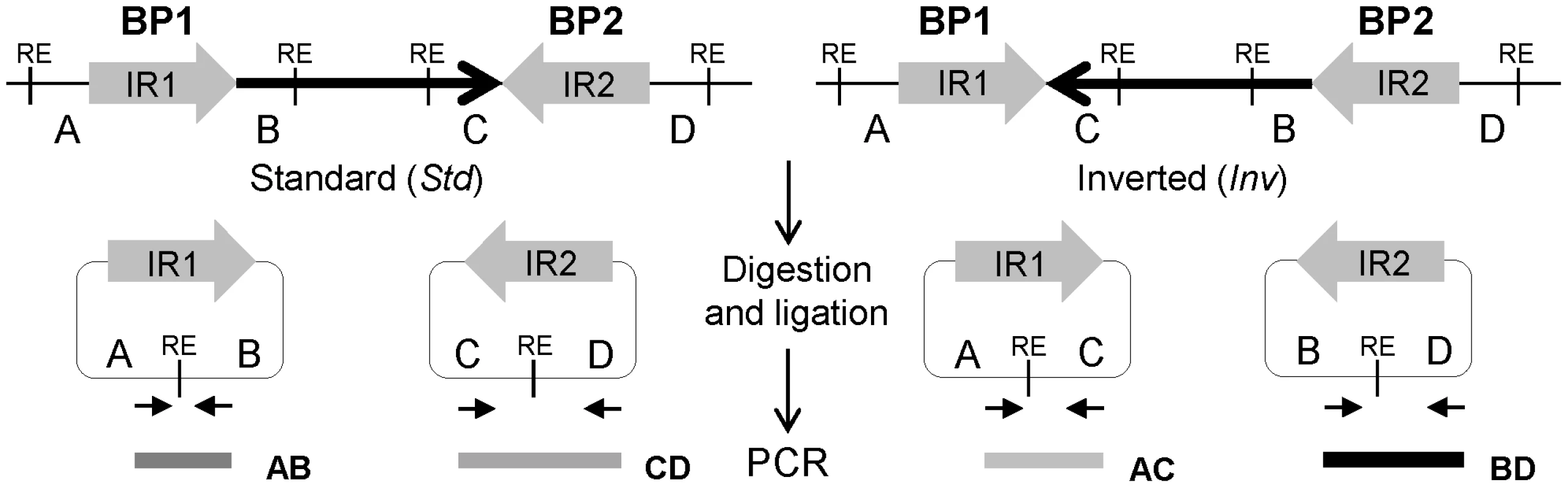 Diagram of iPCR validation of inversions mediated by inverted repeats (IRs).