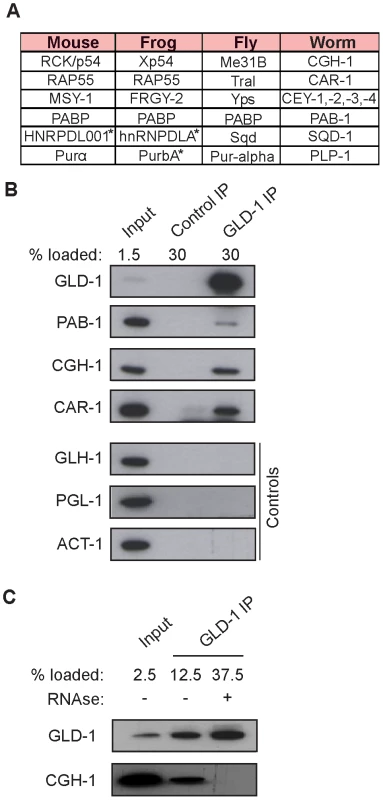 GLD-1 interacts with conserved components of RNA granules.