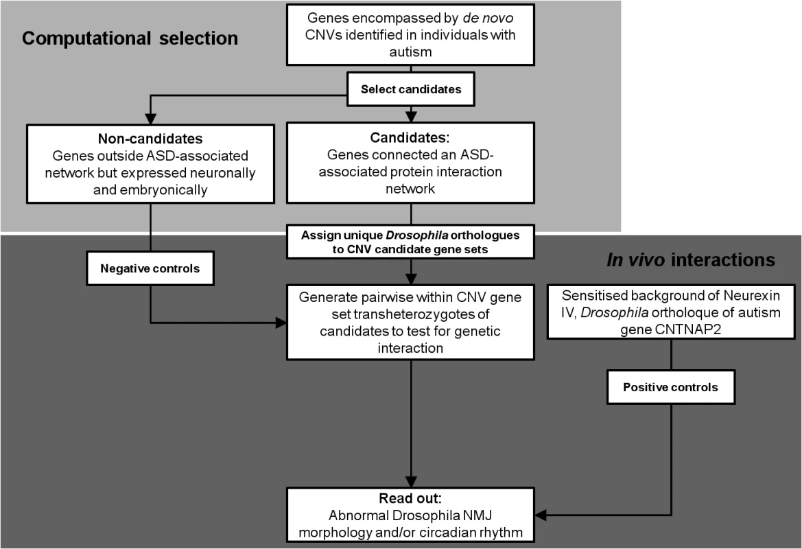 &lt;i&gt;Drosophila&lt;/i&gt; screening strategy to detect interactions between the orthologues of genes simultaneously affected by a de novo CNVs identified in individuals with ASD (see &lt;em class=&quot;ref&quot;&gt;Methods&lt;/em&gt;).
