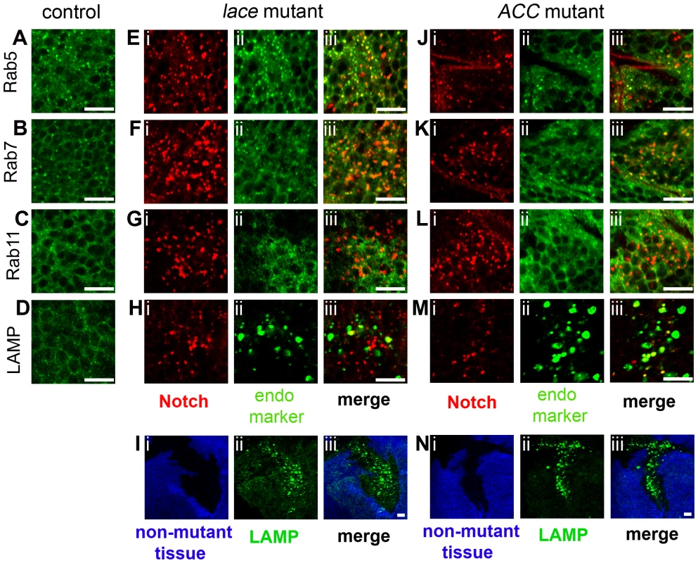Colocalization of Notch with endosomal and lysosomal markers in <i>lace</i> and <i>ACC</i> mutant tissue clones.