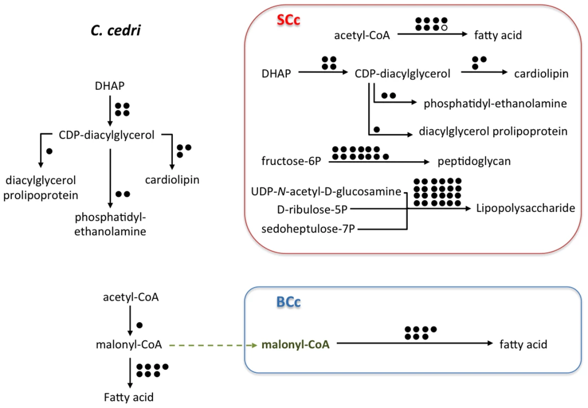 Outline of the putative synthesis of fatty acids, phospholipids (cardiolipin, phosphatidyl-ethanolamine, dyacilglycerol prolipoprotein), peptidoglycan, and lipopolysaccharide by the consortium (<i>C. cedri</i>, <i>B. aphidicoa</i> BCc, and <i>S. symbiotica</i> SCc).
