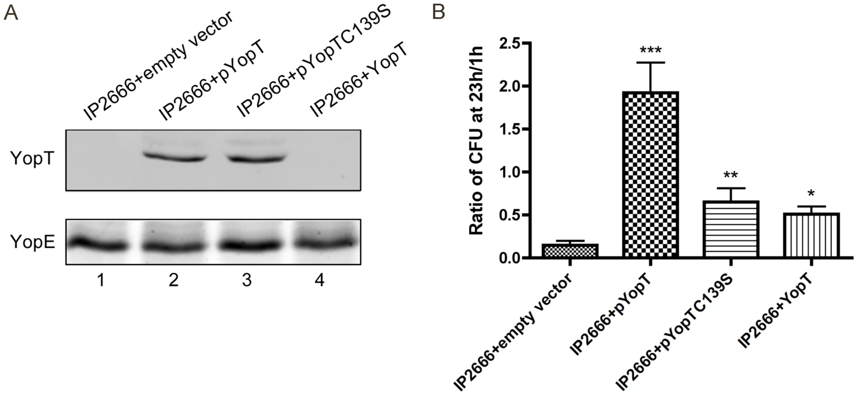 Measurement of YopT production and survival in macrophages by different <i>Y. pseudotuberculosis</i> strains.