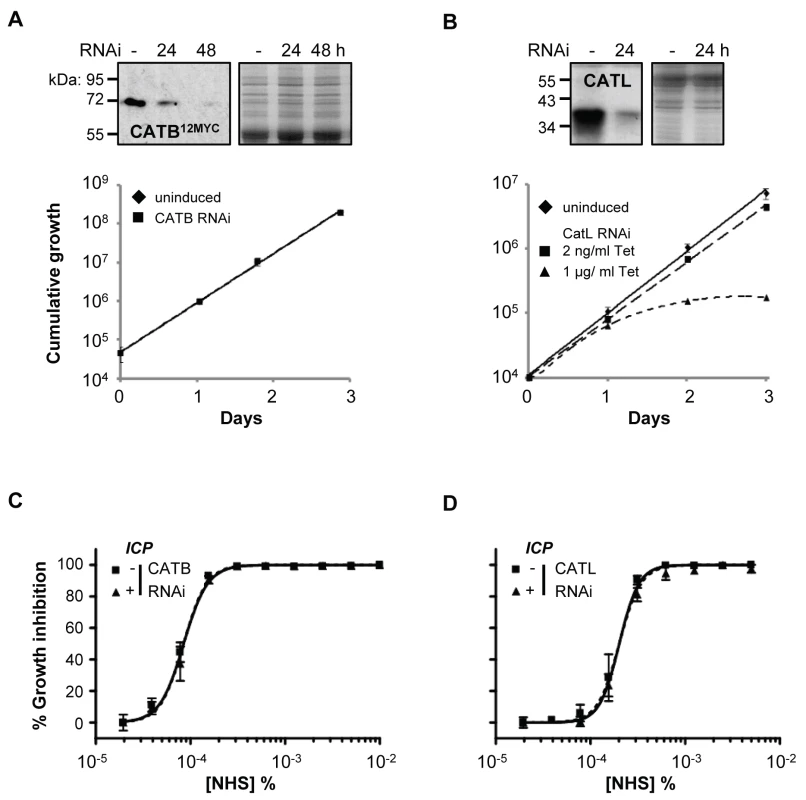 Specific depletion of <i>T. b. brucei</i> cathepsins in the presence of ICP has no effect on human serum trypanolytic activity.