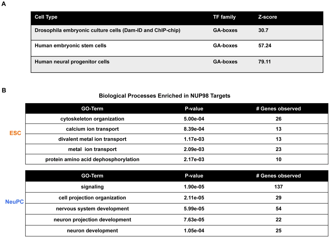 Transcription factor motif and gene ontology analysis of NUP98 binding regions.