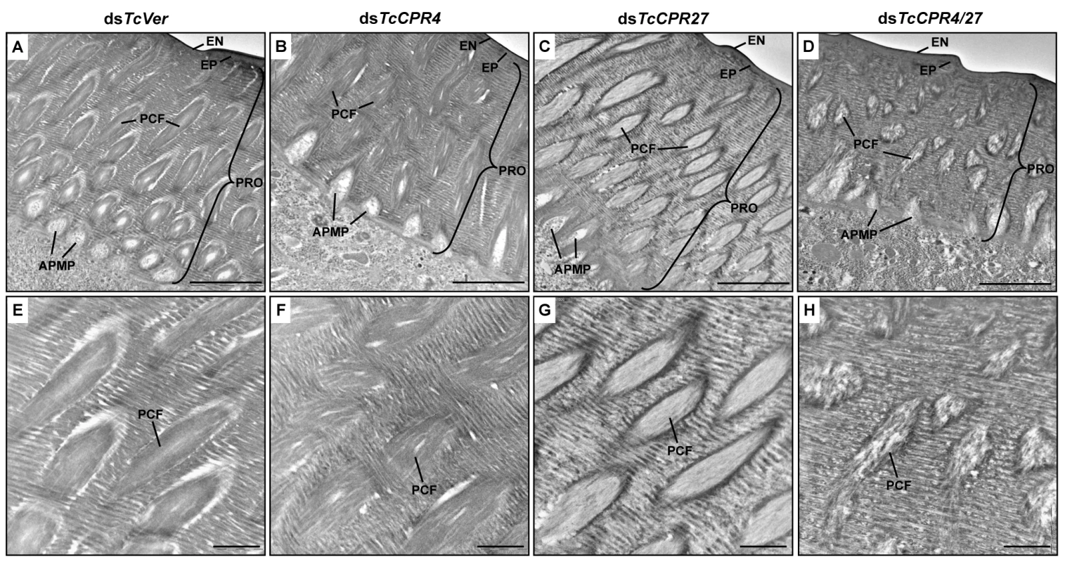 Ultrastructure of elytral cuticle of TcCPR4-, TcCPR27- and TcCPR4/27-deficient pharate adults.