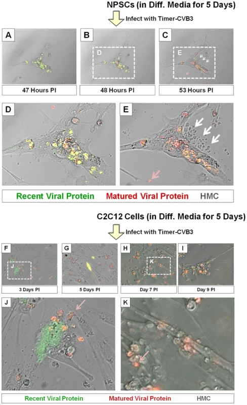 Shedding of EMVs containing viral protein following Timer-CVB3 infection of differentiated cells.