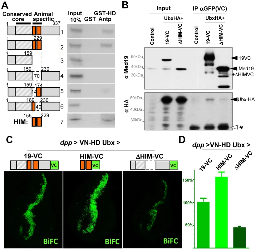 Direct HD binding through a conserved 70 a.a. Med19 homeodomain-interacting motif (HIM).