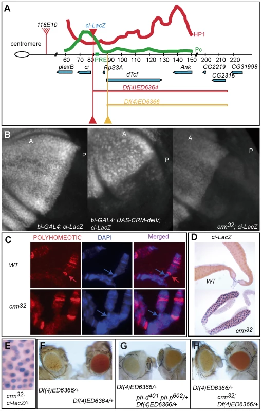 <i>crm</i> is required for the Polycomb silencing of <i>cubitus interuptus</i>.