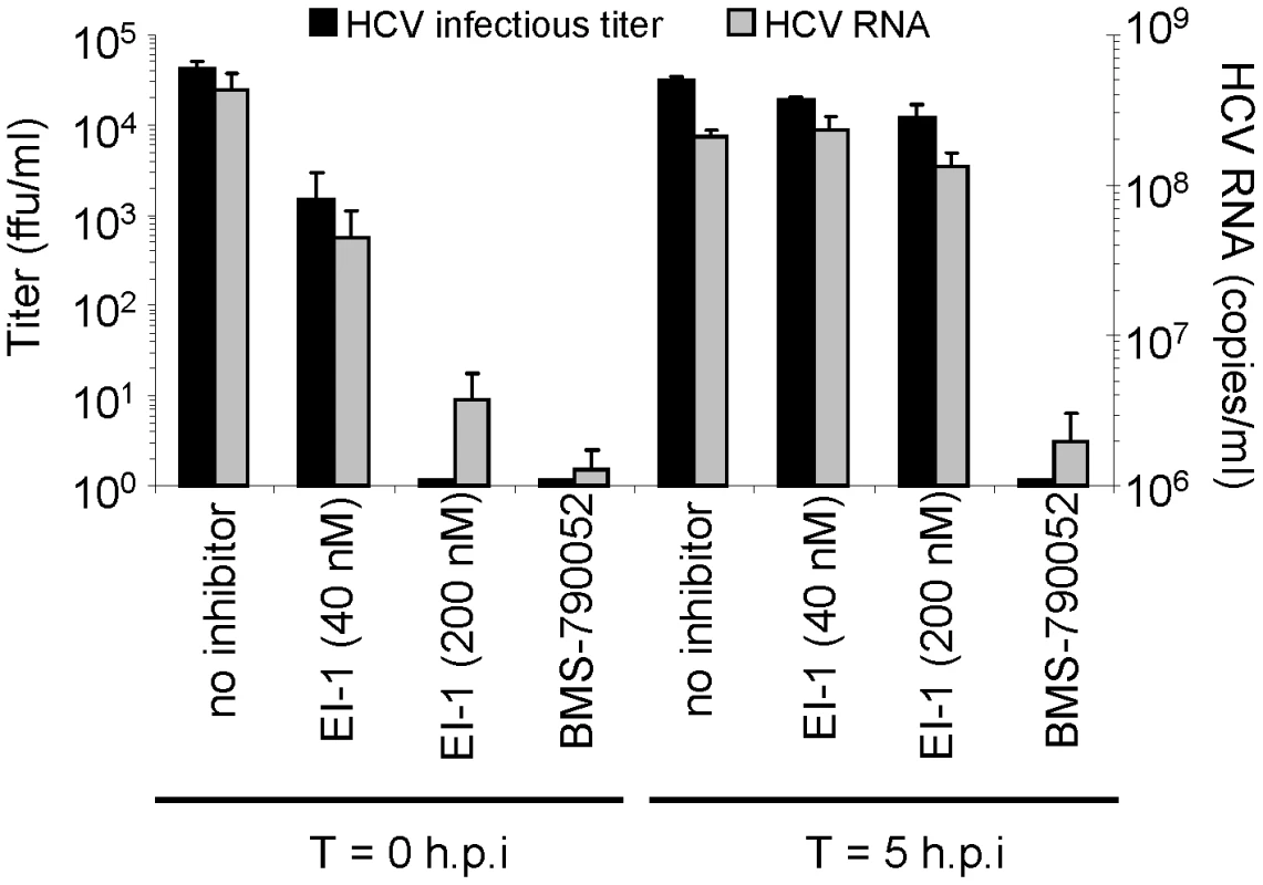 Effect of EI-1 on virus replication, assembly and release.
