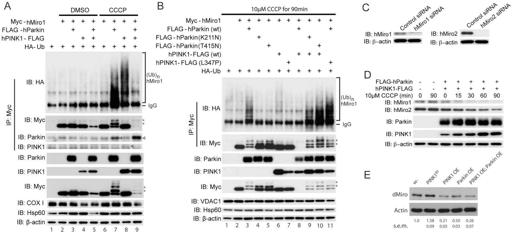 PINK1/Parkin regulates the ubiquitination and stability of Miro protein.