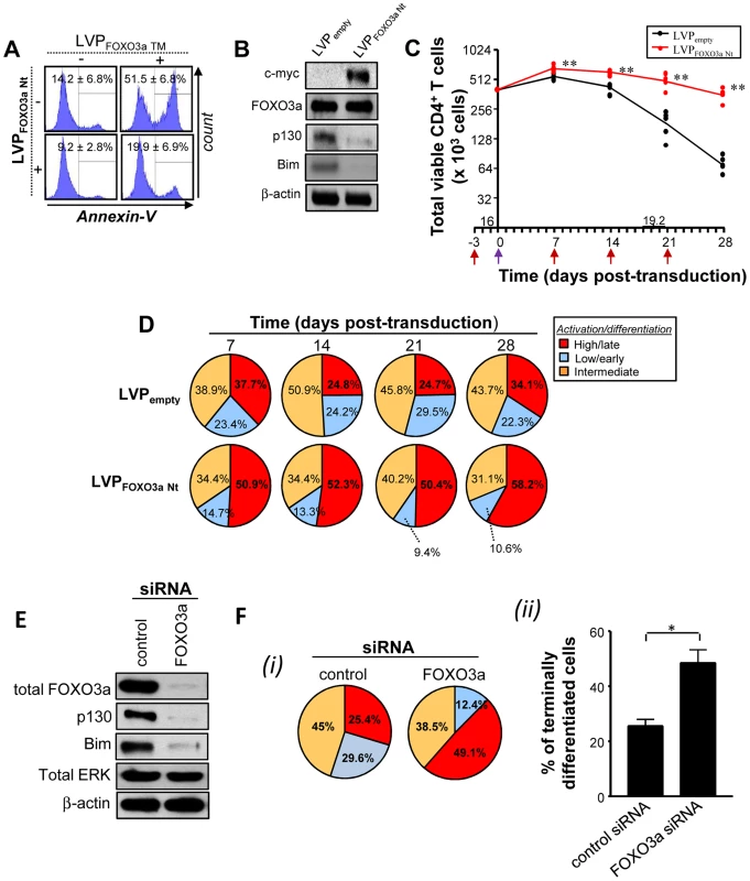 Specific inhibition of FOXO3a activity mimics Tax expression.